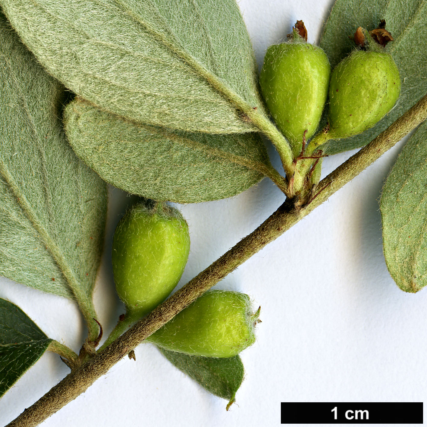 High resolution image: Family: Rosaceae - Genus: Cotoneaster - Taxon: lacrimiformis